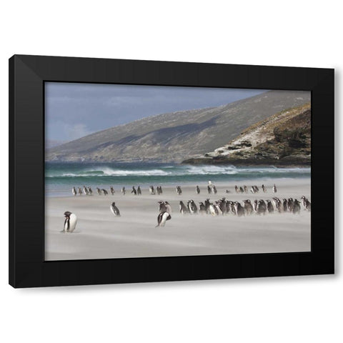 South Atlantic, Saunders Isl Magellanic penguins Black Modern Wood Framed Art Print by Young, Bill