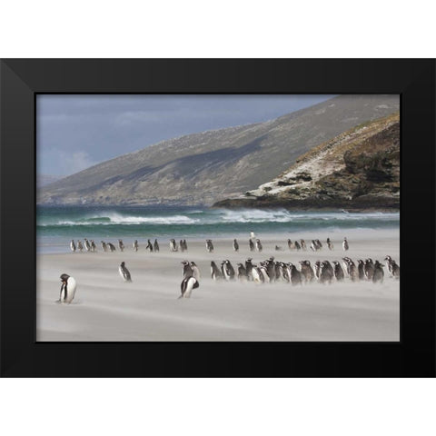 South Atlantic, Saunders Isl Magellanic penguins Black Modern Wood Framed Art Print by Young, Bill