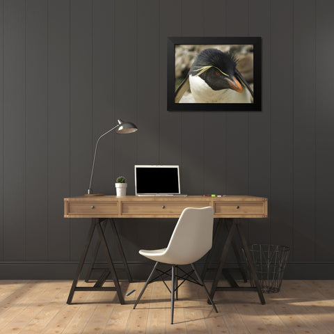 Falkland Islands Portrait of rockhopper penguin Black Modern Wood Framed Art Print by Anon, Ellen