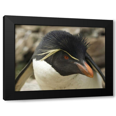 Falkland Islands Portrait of rockhopper penguin Black Modern Wood Framed Art Print with Double Matting by Anon, Ellen