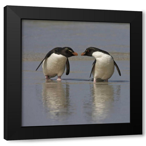 Falkland Islands Rockhopper penguins on beach Black Modern Wood Framed Art Print with Double Matting by Anon, Ellen