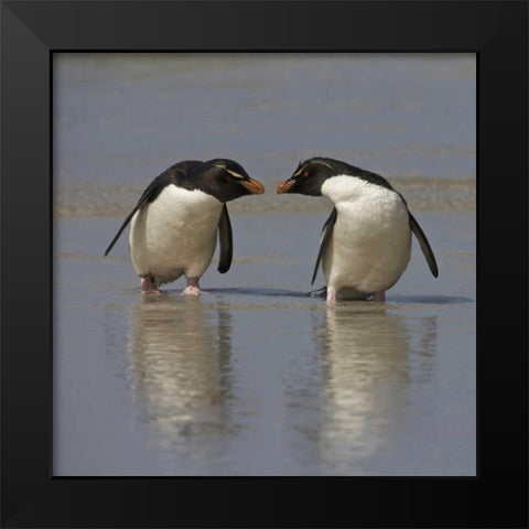 Falkland Islands Rockhopper penguins on beach Black Modern Wood Framed Art Print by Anon, Ellen