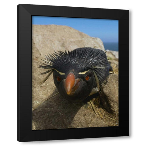 Falkland Islands Close-up of rockhopper penguin Black Modern Wood Framed Art Print with Double Matting by Anon, Ellen