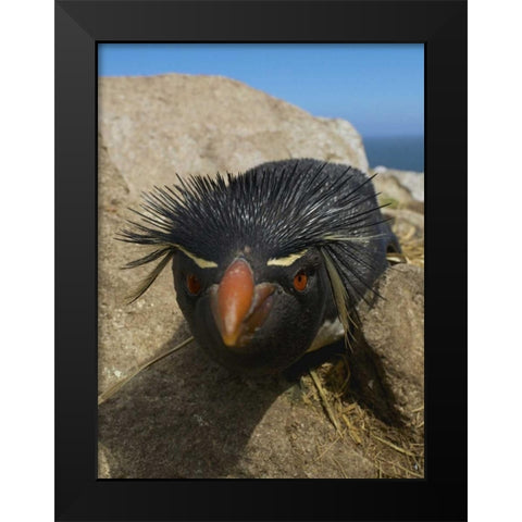 Falkland Islands Close-up of rockhopper penguin Black Modern Wood Framed Art Print by Anon, Ellen