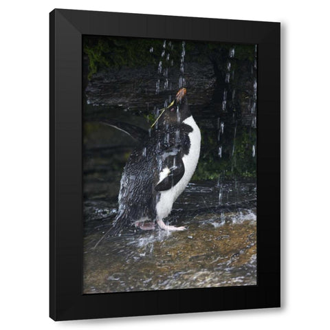 Falkland Islands Rockhopper penguin bathing Black Modern Wood Framed Art Print by Anon, Ellen