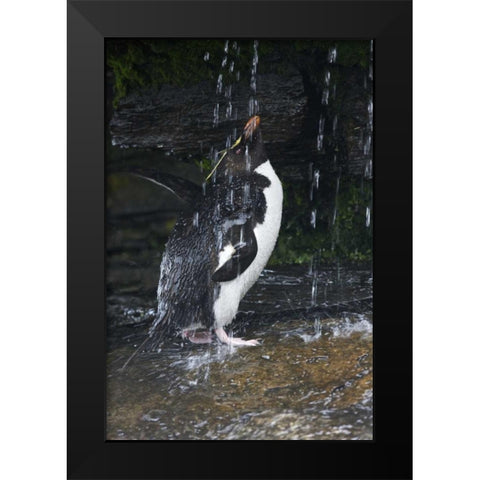 Falkland Islands Rockhopper penguin bathing Black Modern Wood Framed Art Print by Anon, Ellen