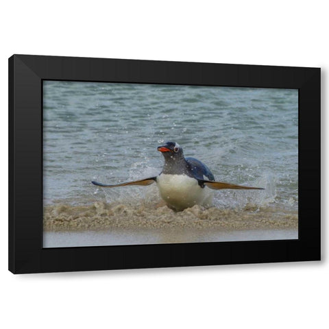 Falkland Islands, Bleaker Island Gentoo penguin Black Modern Wood Framed Art Print with Double Matting by Illg, Cathy and Gordon