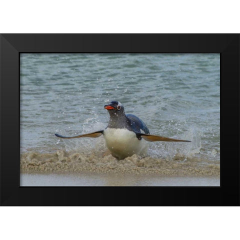 Falkland Islands, Bleaker Island Gentoo penguin Black Modern Wood Framed Art Print by Illg, Cathy and Gordon