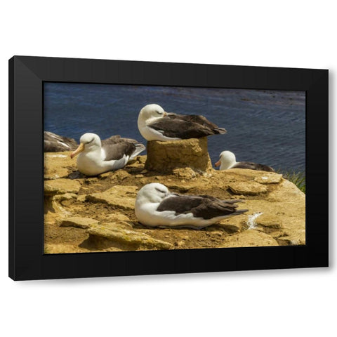 Saunders Island Black-browed albatrosses Black Modern Wood Framed Art Print with Double Matting by Illg, Cathy and Gordon