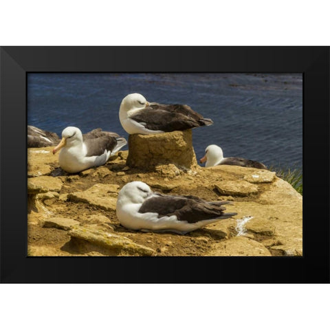 Saunders Island Black-browed albatrosses Black Modern Wood Framed Art Print by Illg, Cathy and Gordon