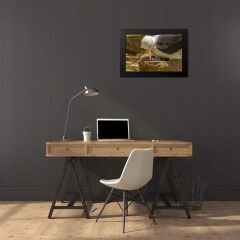 Saunders Island Black-browed albatross and chick Black Modern Wood Framed Art Print by Illg, Cathy and Gordon