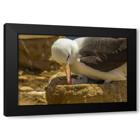 Saunders Island Black-browed albatross and chick Black Modern Wood Framed Art Print with Double Matting by Illg, Cathy and Gordon