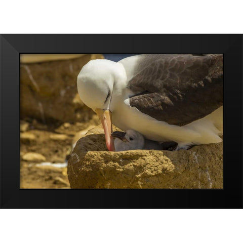 Saunders Island Black-browed albatross and chick Black Modern Wood Framed Art Print by Illg, Cathy and Gordon