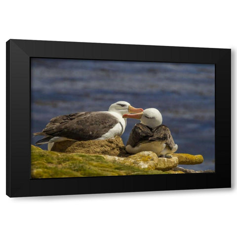 Saunders Island Black-browed albatross preening Black Modern Wood Framed Art Print by Illg, Cathy and Gordon
