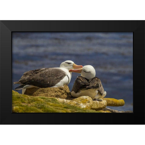 Saunders Island Black-browed albatross preening Black Modern Wood Framed Art Print by Illg, Cathy and Gordon