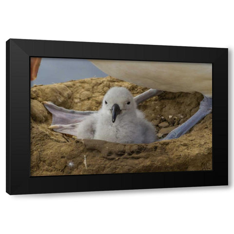 Saunders Island Black-browed albatross and chick Black Modern Wood Framed Art Print with Double Matting by Illg, Cathy and Gordon