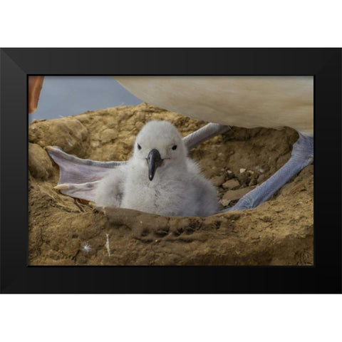 Saunders Island Black-browed albatross and chick Black Modern Wood Framed Art Print by Illg, Cathy and Gordon