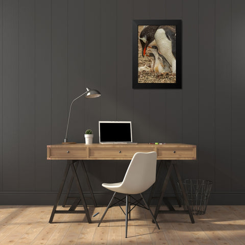 Saunders Island Gentoo penguin adult with chicks Black Modern Wood Framed Art Print by Illg, Cathy and Gordon