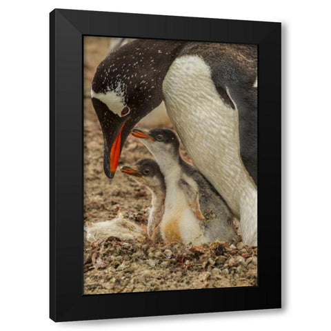 Saunders Island Gentoo penguin adult with chicks Black Modern Wood Framed Art Print by Illg, Cathy and Gordon