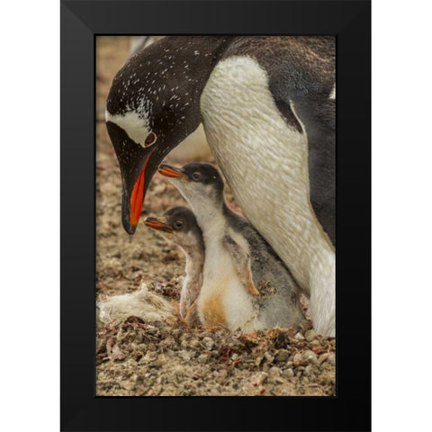 Saunders Island Gentoo penguin adult with chicks Black Modern Wood Framed Art Print by Illg, Cathy and Gordon
