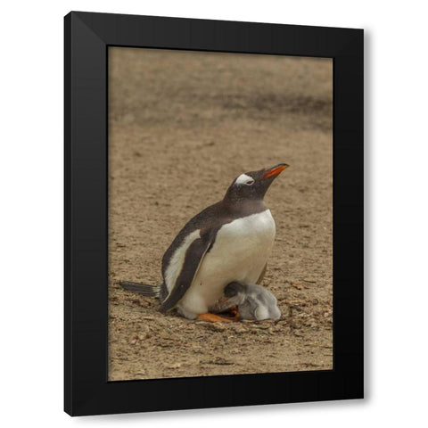 Saunders Island Gentoo penguin adult with chick Black Modern Wood Framed Art Print by Illg, Cathy and Gordon