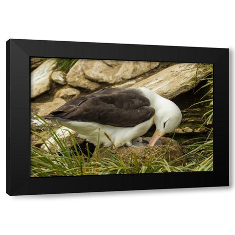 Saunders Island Black-browed albatross and chick Black Modern Wood Framed Art Print by Illg, Cathy and Gordon