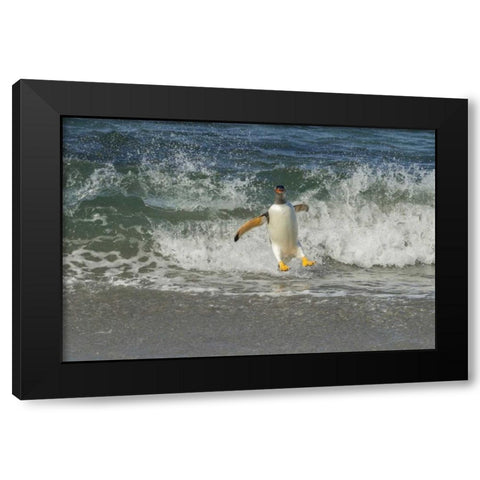 Sea Lion Island Gentoo penguin surfing on shore Black Modern Wood Framed Art Print by Illg, Cathy and Gordon