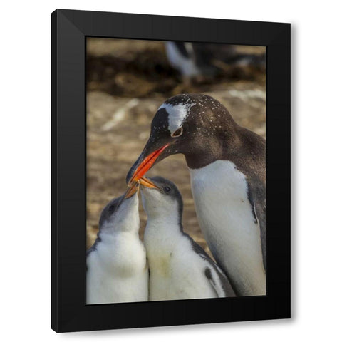 Sea Lion Island Gentoo penguin adult and chicks Black Modern Wood Framed Art Print by Illg, Cathy and Gordon