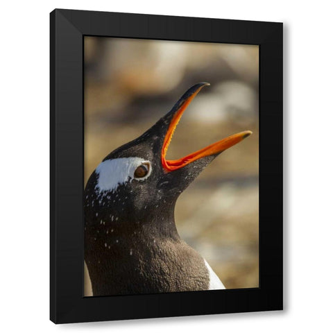 Sea Lion Island Gentoo penguin calling Black Modern Wood Framed Art Print by Illg, Cathy and Gordon