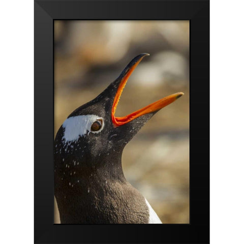 Sea Lion Island Gentoo penguin calling Black Modern Wood Framed Art Print by Illg, Cathy and Gordon