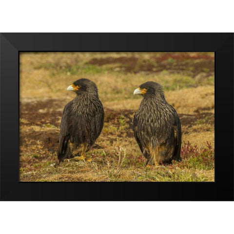 Sea Lion Island Striated caracaras on ground Black Modern Wood Framed Art Print by Illg, Cathy and Gordon