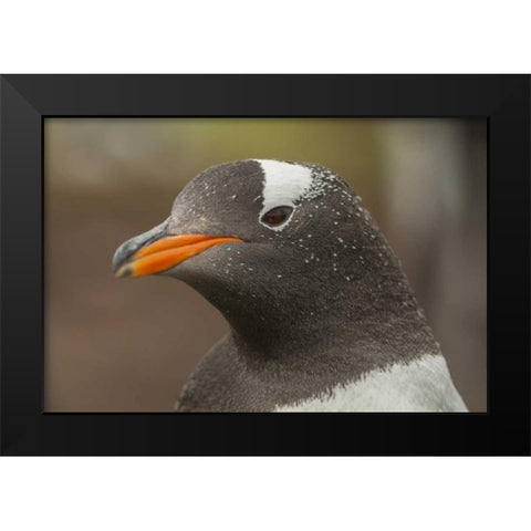 Bleaker Island Gentoo penguin portrait Black Modern Wood Framed Art Print by Illg, Cathy and Gordon