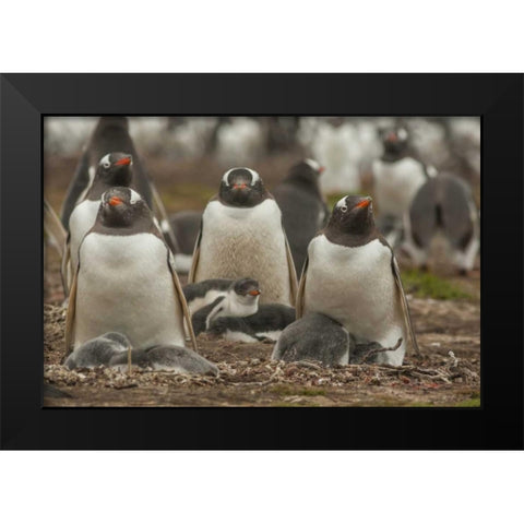 Bleaker Island Group of Gentoo penguins Black Modern Wood Framed Art Print by Illg, Cathy and Gordon