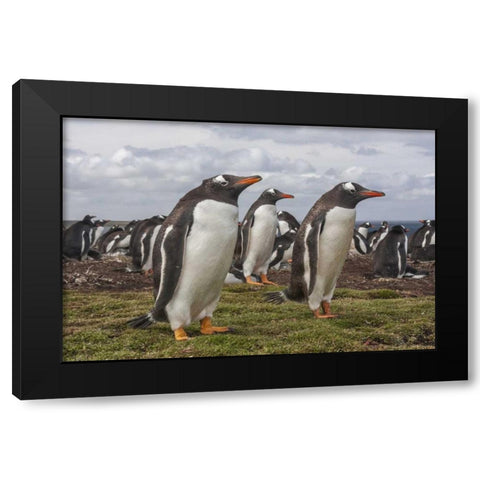 Falkland Islands, Bleaker Island Gentoo penguins Black Modern Wood Framed Art Print with Double Matting by Illg, Cathy and Gordon