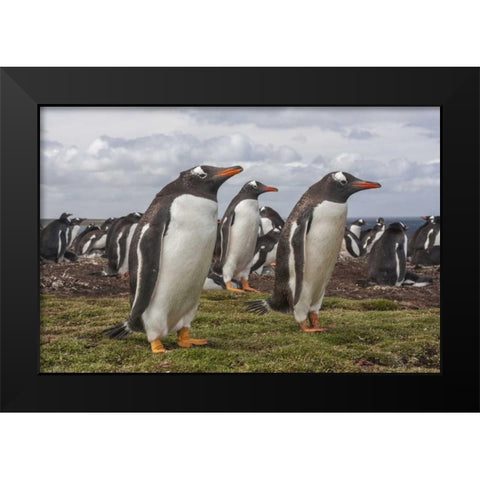 Falkland Islands, Bleaker Island Gentoo penguins Black Modern Wood Framed Art Print by Illg, Cathy and Gordon