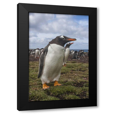 Falkland Islands, Bleaker Island Gentoo penguins Black Modern Wood Framed Art Print with Double Matting by Illg, Cathy and Gordon