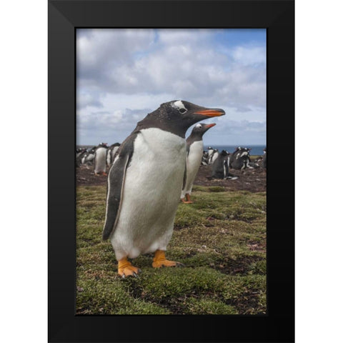 Falkland Islands, Bleaker Island Gentoo penguins Black Modern Wood Framed Art Print by Illg, Cathy and Gordon