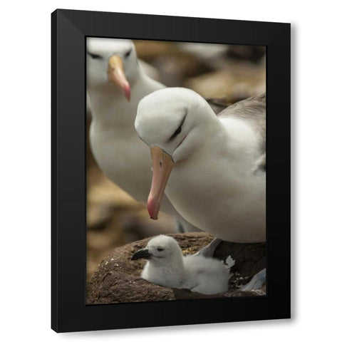 Saunders Island Black-browed albatross and chick Black Modern Wood Framed Art Print by Illg, Cathy and Gordon