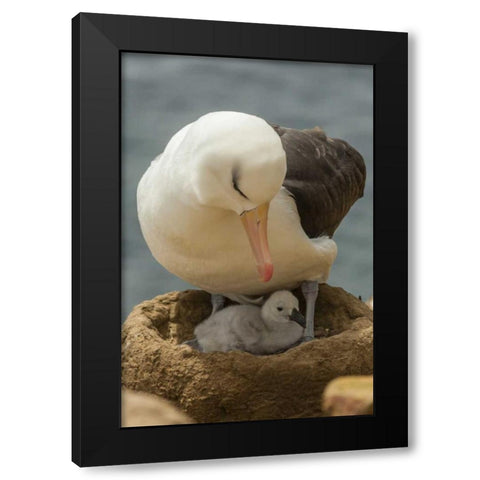 Saunders Island Black-browed albatross and chick Black Modern Wood Framed Art Print with Double Matting by Illg, Cathy and Gordon