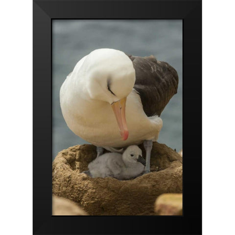 Saunders Island Black-browed albatross and chick Black Modern Wood Framed Art Print by Illg, Cathy and Gordon