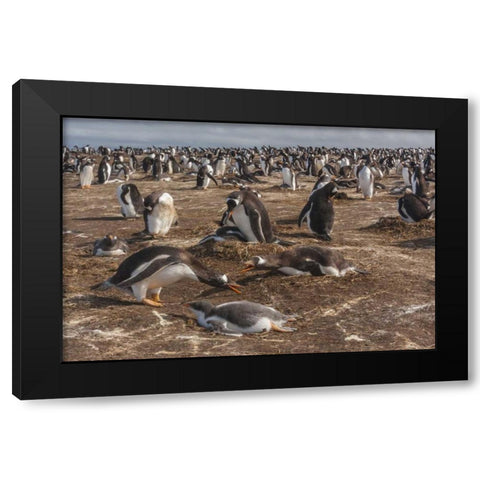 Sea Lion Island Gentoo penguin colony Black Modern Wood Framed Art Print with Double Matting by Illg, Cathy and Gordon
