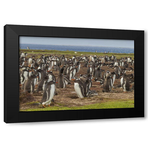 Falkland Islands, Bleaker Island Gentoo penguins Black Modern Wood Framed Art Print with Double Matting by Illg, Cathy and Gordon