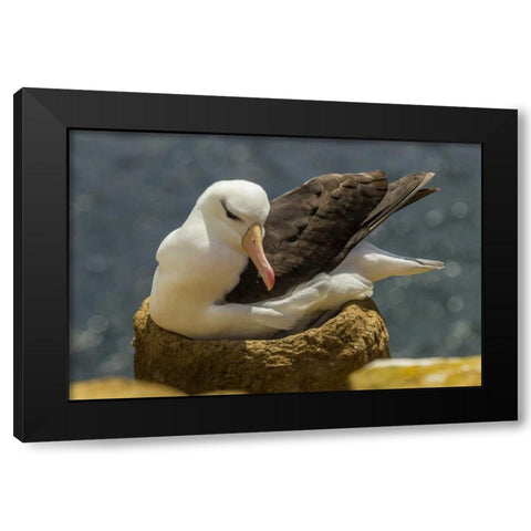 Saunders Island Black-browed albatross on nest Black Modern Wood Framed Art Print by Illg, Cathy and Gordon