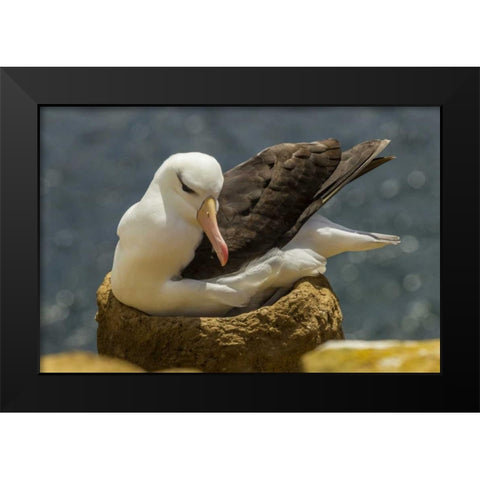 Saunders Island Black-browed albatross on nest Black Modern Wood Framed Art Print by Illg, Cathy and Gordon