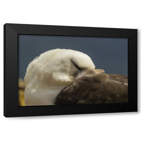 Saunders Island Black-browed albatross resting Black Modern Wood Framed Art Print by Illg, Cathy and Gordon