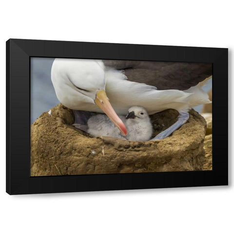 Saunders Island Black-browed albatross and chick Black Modern Wood Framed Art Print with Double Matting by Illg, Cathy and Gordon