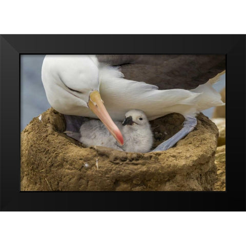 Saunders Island Black-browed albatross and chick Black Modern Wood Framed Art Print by Illg, Cathy and Gordon