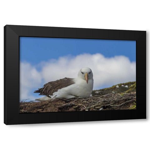 Saunders Island Black-browed albatross resting Black Modern Wood Framed Art Print by Illg, Cathy and Gordon