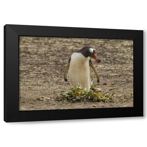 Saunders Isl Gentoo penguin with nest material Black Modern Wood Framed Art Print by Illg, Cathy and Gordon