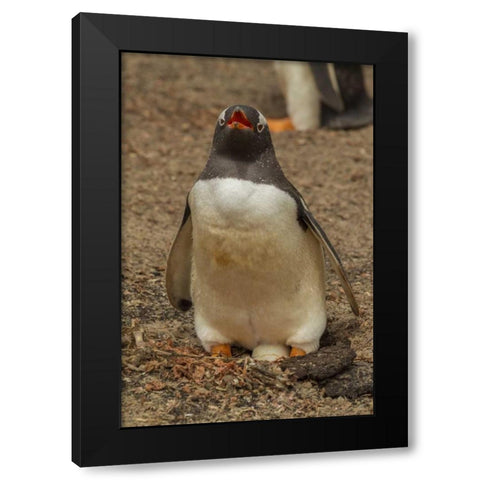Saunders Isl, Gentoo penguin with egg Black Modern Wood Framed Art Print by Illg, Cathy and Gordon